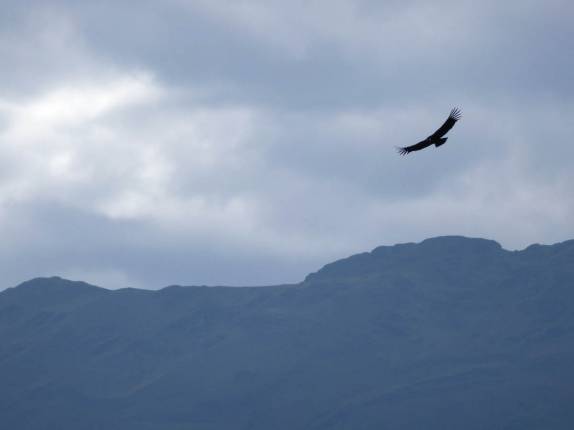 Um condor reina absoluto nos céus sobre a trilha para Choquequirao, no Peru